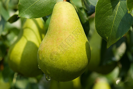 梨子营养植物食物季节水果绿色梨树生长宏观晴天图片