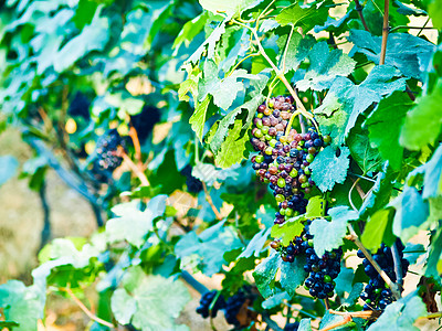 在纳孔拉的Wine院子里 一群红葡萄和绿叶酒厂场地叶子植物食品季节环境荒野国家阳光图片