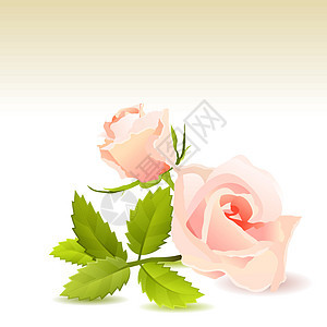 美丽的粉色玫瑰夹子叶子插图礼物植物臀部花园念日花瓣季节图片