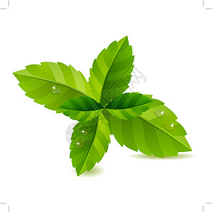 新鲜绿色薄花树叶宏观叶子香料白色薄荷草本植物绘画食物插图电脑图片