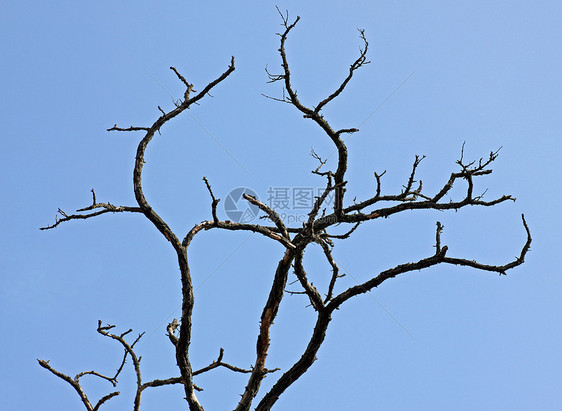 干树干蓝色天空环境分支机构枯树黑色生态图片