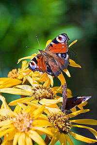 蝴蝶野生动物昆虫生活荒野植物群宏观花瓣橙子草地环境图片