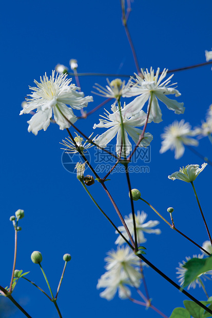 白花花序叶子礼物天空生长白色太阳花瓣花园蓝色图片
