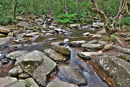 通过森林的连串水流溪流岩石苔藓瀑布失效延时落叶日志绿色时间图片