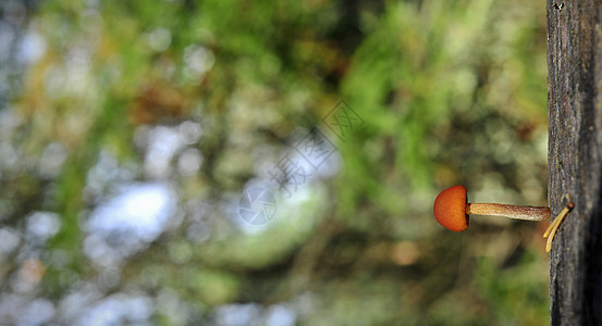 普通的鲁斯特吉尔植物学叶子食物公园荒野生长季节苔藓宏观植物图片