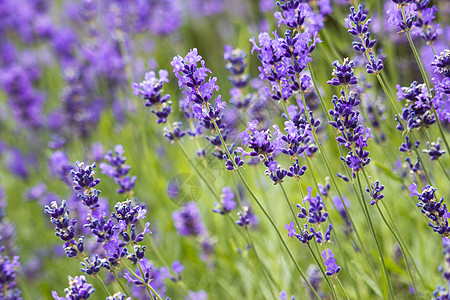 熏衣草花紫色草本香气蓝色疗法香水香味化妆品草本植物植物背景图片