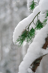 被雪覆盖的隐藏树枝图片