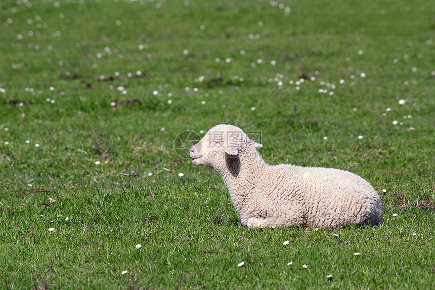 躺在牧场上的可爱的小羊羔图片