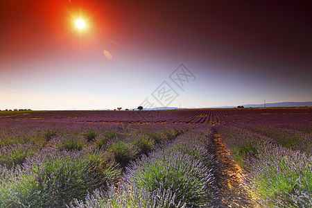 淡紫地天空农业日落芳香农村农田风景线条紫色农场图片