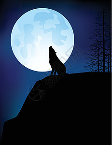 狼黑色狐狸荒野动物蓝色野生动物森林丛林图片
