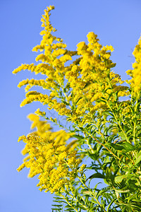 黄金种植园蓝色花粉豚草黄色杂草过敏天空绿色荒野野花背景图片