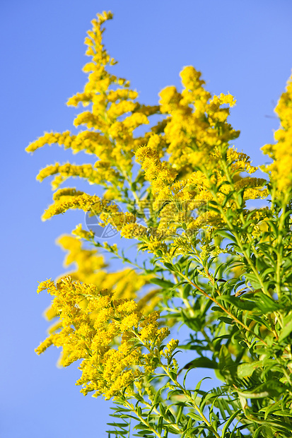 黄金种植园蓝色花粉豚草黄色杂草过敏天空绿色荒野野花图片