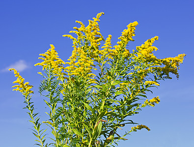 黄金种植园野花花粉豚草抹布蓝色荒野天空黄色过敏绿色图片