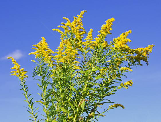 黄金种植园野花花粉豚草抹布蓝色荒野天空黄色过敏绿色图片