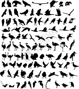 100只鸟图片