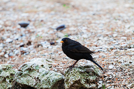 普通黑鸟黑色动物鸟类翅膀野生动物荒野羽毛男性橙子图片