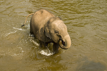 年轻的亚洲象大象哺乳动物动物园荒野动物旅行旅游公园树干小牛野生动物图片