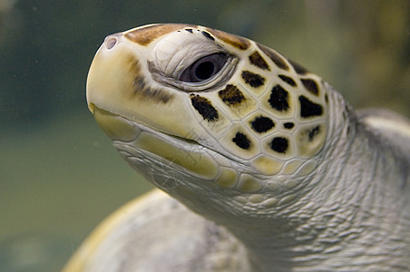 海龟探索情调异国海洋潜水假期旅行蓝色绿色游泳图片