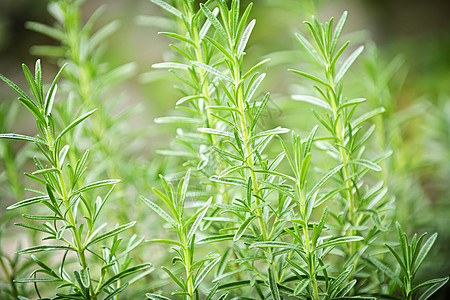 罗斯玛丽药草植物花园香料蔬菜食物树叶多叶草本植物生长草药绿色图片