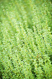 百惠植物绿色蔬菜树叶食物草药营养草本植物多叶小枝味道图片