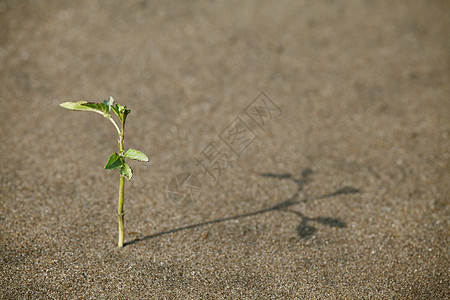 沙沙中喷发生态植物学植物群天气气候平衡环境生长晴天叶子图片