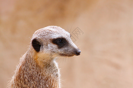 伴配/火花背景的哨兵直立Meerkat图片