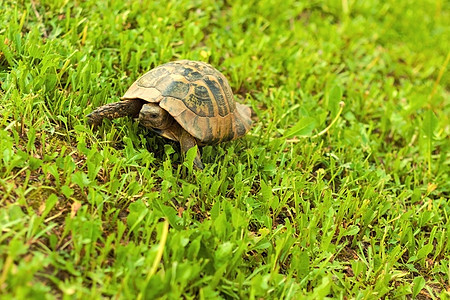 海龟在草地上行走图片