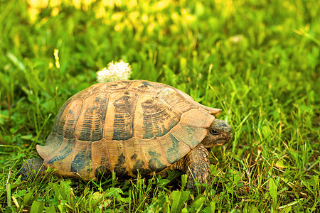 海龟在青草的日落光下行走图片