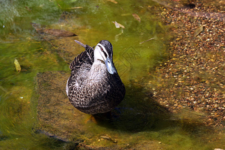 太平洋黑鸭纤毛水鸟鸭子黑色鹅卵石藻类灰色背景图片