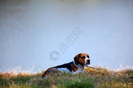 Beagle 狗狗毛皮摄影三色水平动物宠物猎犬犬类哺乳动物爪子图片