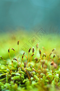 明亮绿色苔草宏观拍摄季节皮肤树干森林荒野生态丛林植物公园环境图片