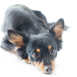 黑色俄罗斯玩具起火电视机的肖像猎犬小狗血统耳朵工作室哺乳动物幸福宠物快乐喜悦图片