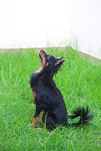 黑色俄罗斯玩具起火电视机的肖像阳光绿色衣领动物猎犬草地跑步活力宠物享受图片
