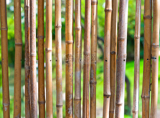 绿色模糊背景的竹竹树叶边界叶子芦苇场地树枝植物群植物木头框架图片