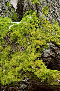 树干上的绿绿光草抗生激素绿色环境皮肤植物苔藓叶子丛林生态木头公园图片