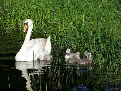 Swan 家庭水池鸟类反射婴儿野生动物天鹅孩子们池塘羽毛游泳图片