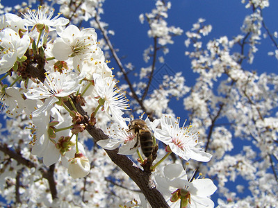 春天的樱桃树花瓣蜜蜂水果季节花园生长果园蓝色美丽宏观图片
