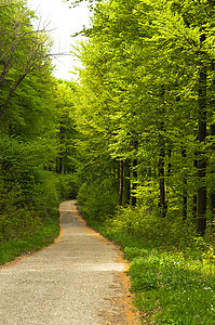 森林中一条通往山丘的道路图片
