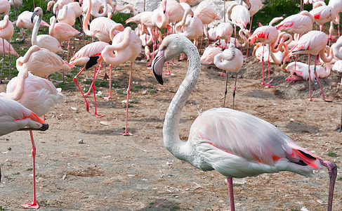 一群粉红火烈鸟站立荒野池塘野生动物情调亚热带羽毛动物园动物水库涉水图片