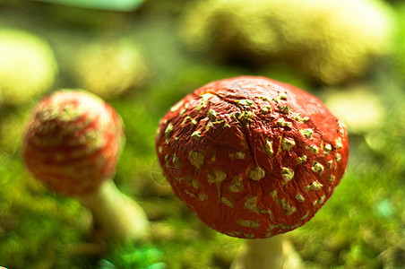 幻想森林中的红蘑菇图片