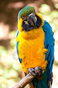 蓝黄色Macaw鹦鹉丛林蓝色金刚鹦鹉野生动物荒野羽毛热带金子背景图片