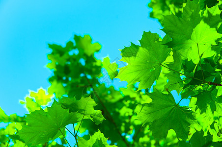 蓝色天空下的青绿树叶图片
