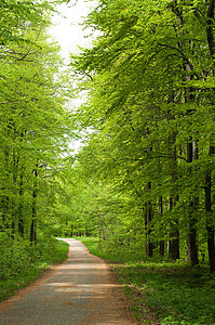 春天在森林的路上薄雾叶子晴天分支机构人行道踪迹季节旅行植被树叶图片
