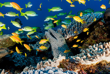 珊瑚礁景点中的斑点小鹿和鱼图片