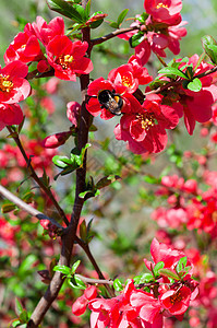灌木丛上有红花和小蜜蜂图片