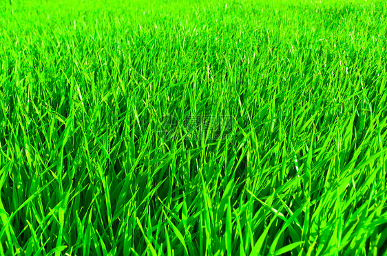 青绿新绿草公园环境园艺土地植物运动牧场草本植物草地草皮图片