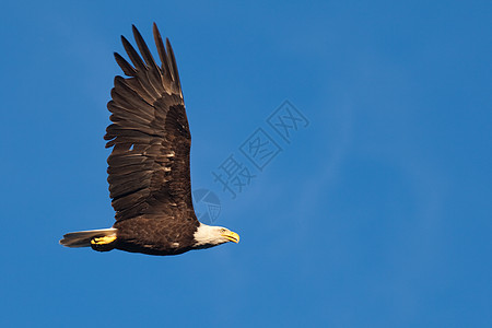 成年秃鹰猛飞荒野动物观鸟天空鸟类速度翼展羽毛蓝色猎物图片