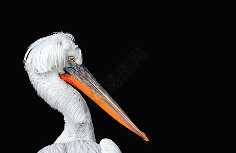 Pelican 黑色的Pelican 画像背景图片