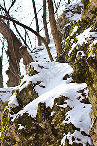 雪和植物覆盖的岩石叶子照片苔藓绿色棕色石头公园白色图片