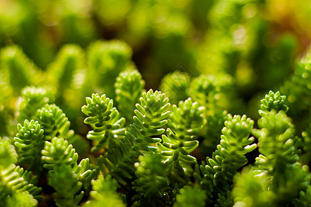 准备种植的绿色新植物荒野环境花园墙纸灌封静脉照片叶子宏观木头图片